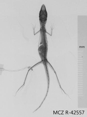 Media type: image;   Herpetology R-42557 Aspect: dorsoventral x-ray